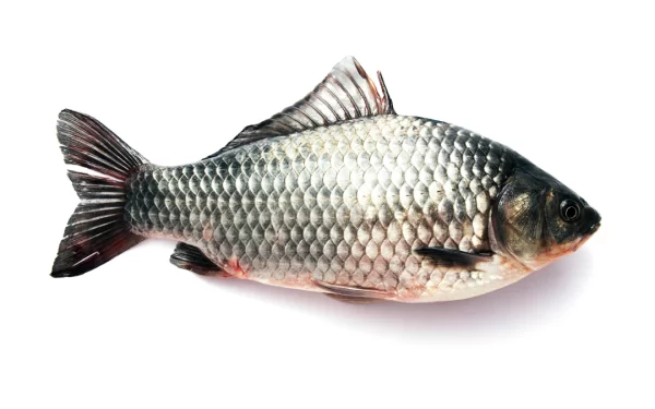 Peixe